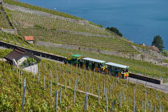 Zugfahrt & Weinverkostung - Weinberge von Lavaux, für 2 Personen 4 