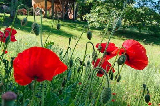 Séjour en cabane - Nuit romantique avec spa & petit déjeuner pour 2 personnes 7 