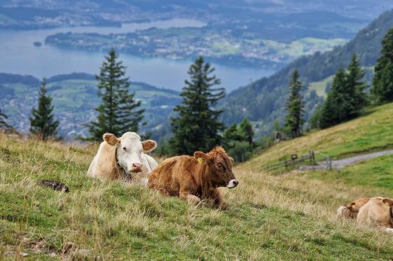 Brunch auf der Rigi - Picknick für 2 Personen 9 