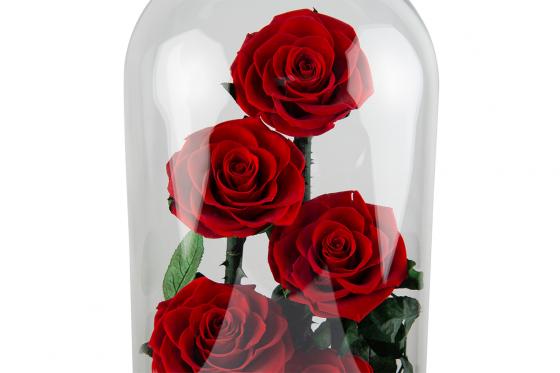 Echte Rosen im Glas - ewig blühend 1  Echte Rosen im Glas - ewig blühend 1