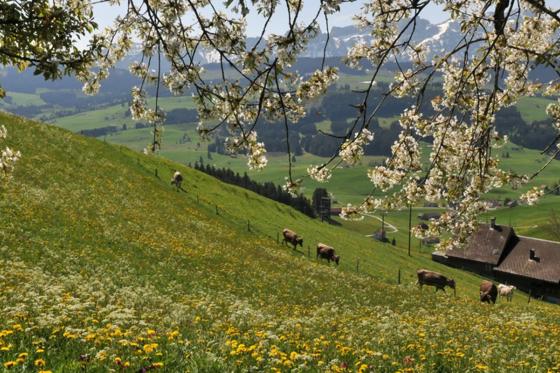 Bobbahn Fahrt im Appenzell - 2 Bobbahn Fahrten für 2 Personen 6 