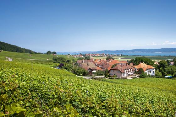 Vins & Produits du terroir - Dégustation conviviale pour 2 personnes 1 