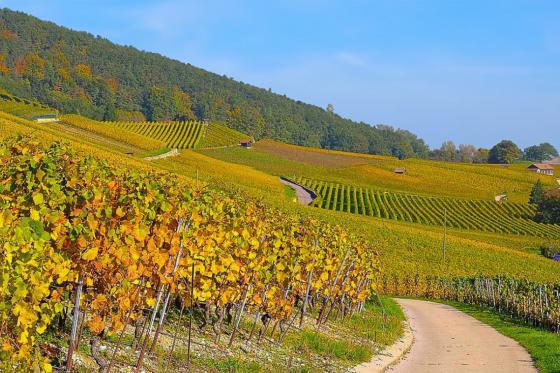 Vins & Produits du terroir - Dégustation conviviale pour 2 personnes 4 