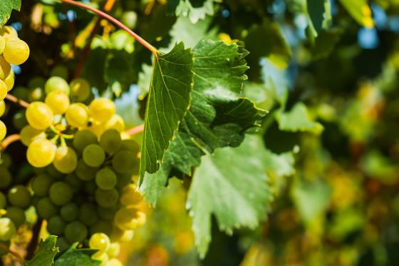 Vins & Produits du terroir - Dégustation conviviale pour 2 personnes 5 