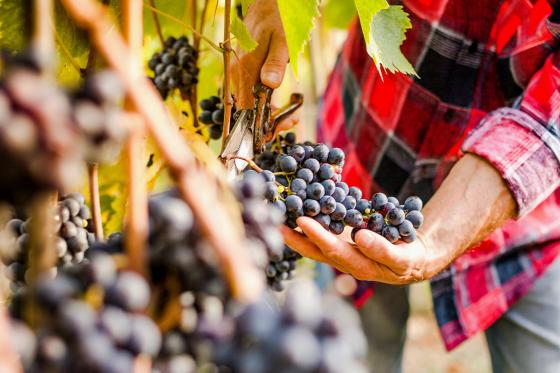 Weinverkostung - inklusive Apéro und Führung für 4 Personen 4 