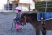 Ponyvermietung - in Bern für 1 - 3 Personen 1