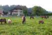 Ponyvermietung - in Bern für 1 - 3 Personen 4