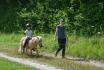 Ponyvermietung - in Bern für 1 - 3 Personen 6