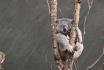 Journée au Zoo de Zurich - Entrée au Zoo et transport en minibus pour 1 personne 