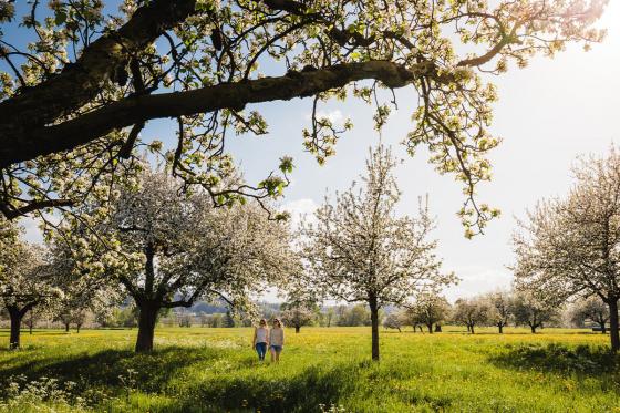2 Übernachtungen am Bodensee - Thurgauer Apfel-Package für 2 Personen  