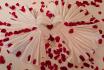Romantik in der Suite Vitality - 1 Nacht im Privat Spa für 2 Personen 6
