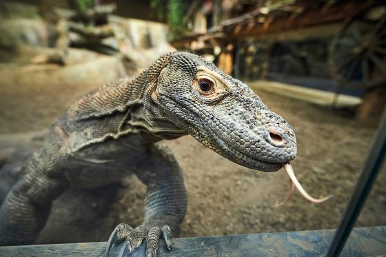 AQUATIS für 1 Erwachsenen - Aquarium-Vivarium in Lausanne 1 