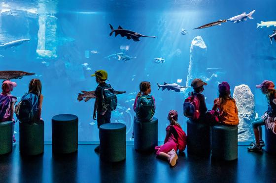 AQUATIS für 1 Kind - Aquarium-Vivarium in Lausanne | Kind von 5 bis 15  