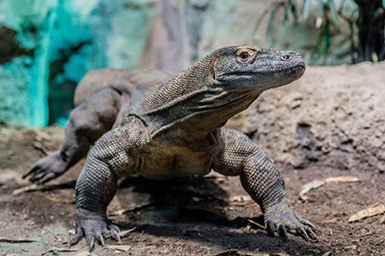 AQUATIS für 1 Kind - Aquarium-Vivarium in Lausanne | Kind von 5 bis 15 1 