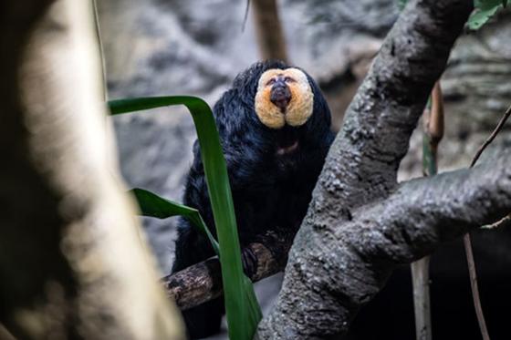 AQUATIS für 1 Kind - Aquarium-Vivarium in Lausanne | Kind von 5 bis 15 6 