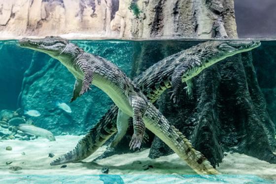 AQUATIS für 1 Kind - Aquarium-Vivarium in Lausanne | Kind von 5 bis 15 8 