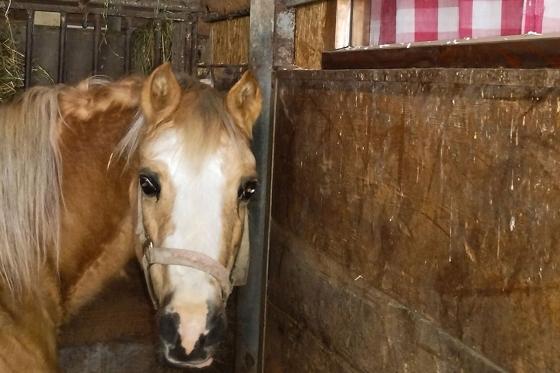 Schlafen im Stall - Übernachtung im Hängebett neben Tieren für 2 Personen 4 