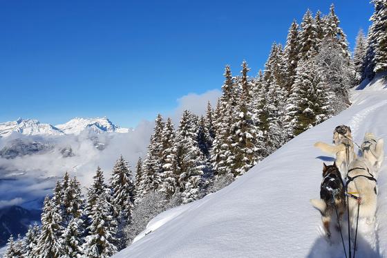 Chiens de traineau  - Avec husky pour 2 personnes 2 