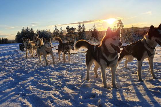 Chiens de traineau  - Avec husky pour 2 personnes 3 