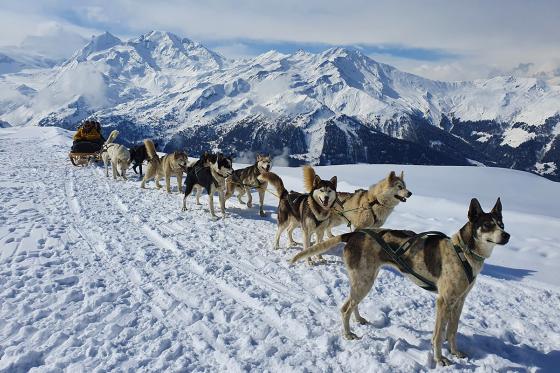 Chiens de traineau  - Avec husky pour 2 personnes 6 