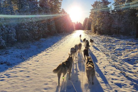 Chiens de traineau  - Avec husky pour 2 personnes 8 