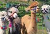 Alpaca und Lamaspaziergang - mit Zvieri in Meikirch für 2 Personen 