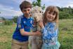 Alpaca und Lamaspaziergang - mit Zvieri in Meikirch für 2 Personen 3