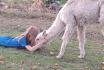 Alpaca und Lamaspaziergang - mit Zvieri in Meikirch für 2 Personen 4