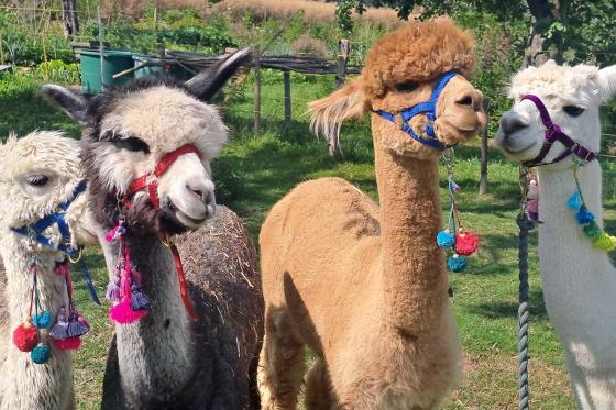 Alpaca und Lamaspaziergang - mit Zvieri in Meikirch für 2 Personen  