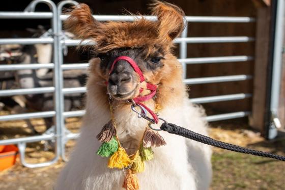 Alpaca und Lamaspaziergang - mit Zvieri in Meikirch für 2 Personen 1 