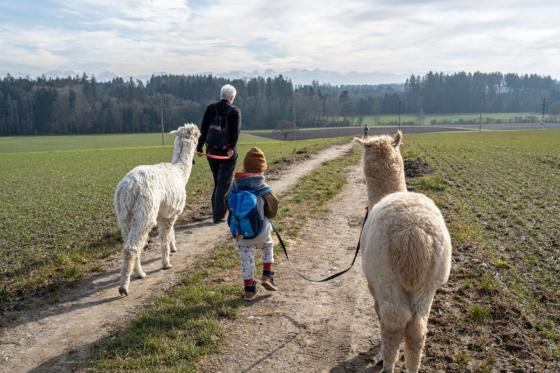 Alpaca und Lamaspaziergang - mit Zvieri in Meikirch für 2 Personen 2 