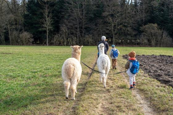 Alpaca und Lamaspaziergang - mit Zvieri in Meikirch für 2 Personen 3 