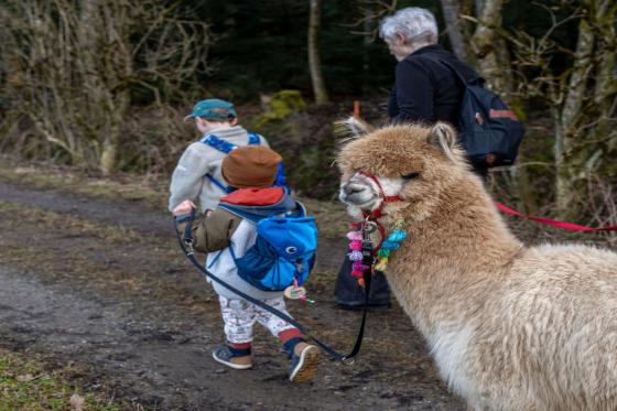 Alpaca und Lamaspaziergang - mit Zvieri in Meikirch für 2 Personen 4 