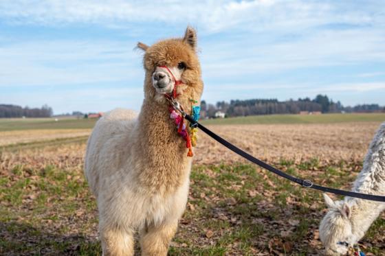Alpaca und Lamaspaziergang - mit Zvieri in Meikirch für 2 Personen 6 