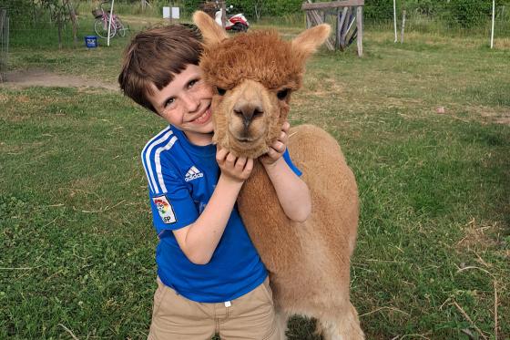 Alpaca und Lamaspaziergang - mit Zvieri in Meikirch für 2 Personen 7 