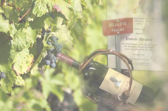 Weinstock Patenschaft - 10 Jahre Patenschaft & 1 personalisierte Flasche pro Jahr 1 