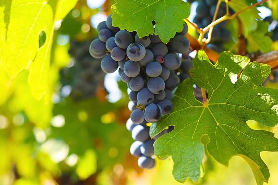 Weinstock Patenschaft - 10 Jahre Patenschaft & 1 personalisierte Flasche pro Jahr 3 