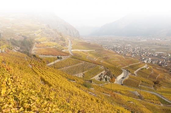 Weinstock Patenschaft - 10 Jahre Patenschaft & 1 personalisierte Flasche pro Jahr 4 