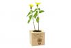 Ecocube - Sonnenblume 1