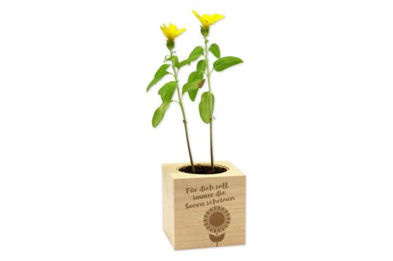 Ecocube - Sonnenblume 1 