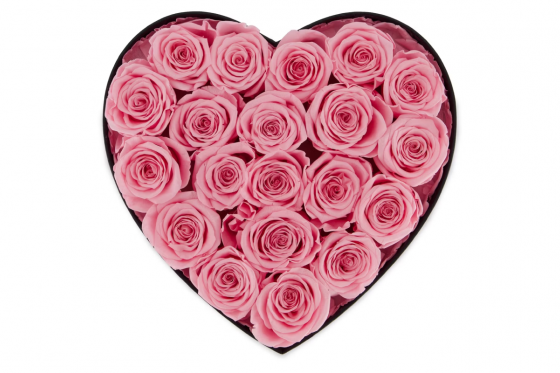 Rosenbox rosa - 20 ewig blühende Rosen 2 