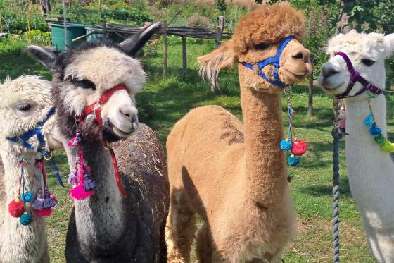 Nuitée à la ferme  - Avec trek aux lamas, hotpot et fondue pour deux personnes 6 