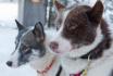 Balade en chiens de traîneau - immersion nordique au cœur de l’hiver 1