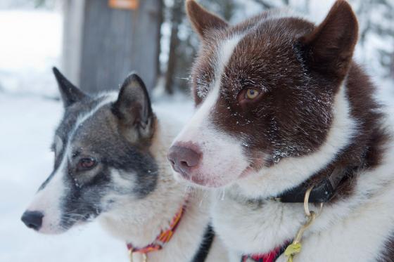 Balade en chiens de traîneau - immersion nordique au cœur de l’hiver 1 
