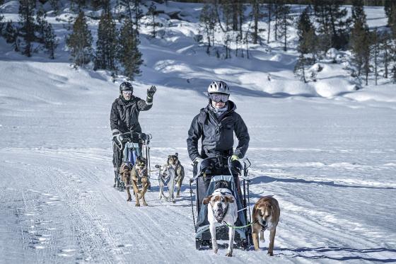Balade en chiens de traîneau - immersion nordique au cœur de l’hiver 2 