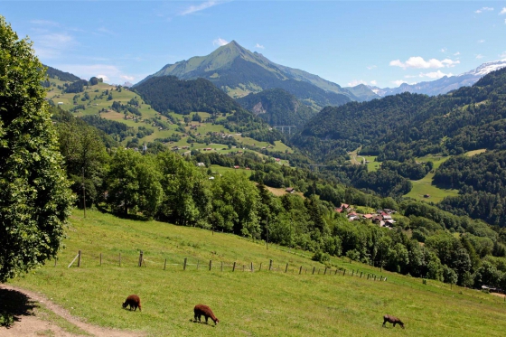 Nuit dans une roulotte - 1 nuit, avec petit déjeuner et libre accès à l'espace bien-être 5 