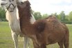 Monter à dos de chameau - Pour les enfants 1