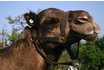 Monter à dos de chameau - Pour les enfants 2