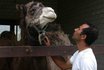 Monter à dos de chameau - Pour les enfants 4