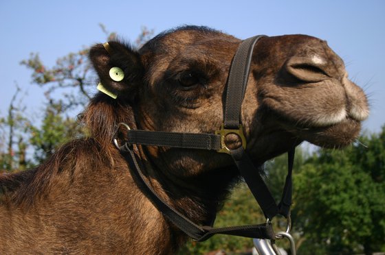 Monter à dos de chameau - Pour toute la famille 6 